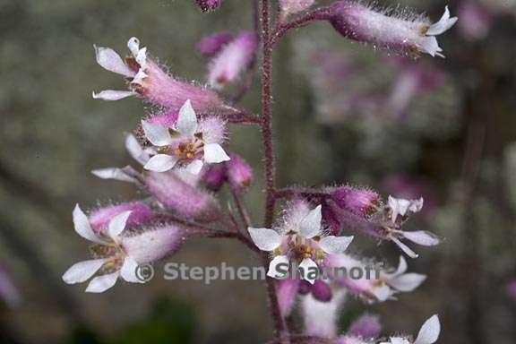 heuchera hirsutissima 6 graphic